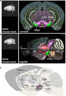 Neurons gating behavior—developmental, molecular and functional features of neurons in the Substantia Nigra pars reticulata